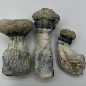 Albino Penis Envy Mushrooms