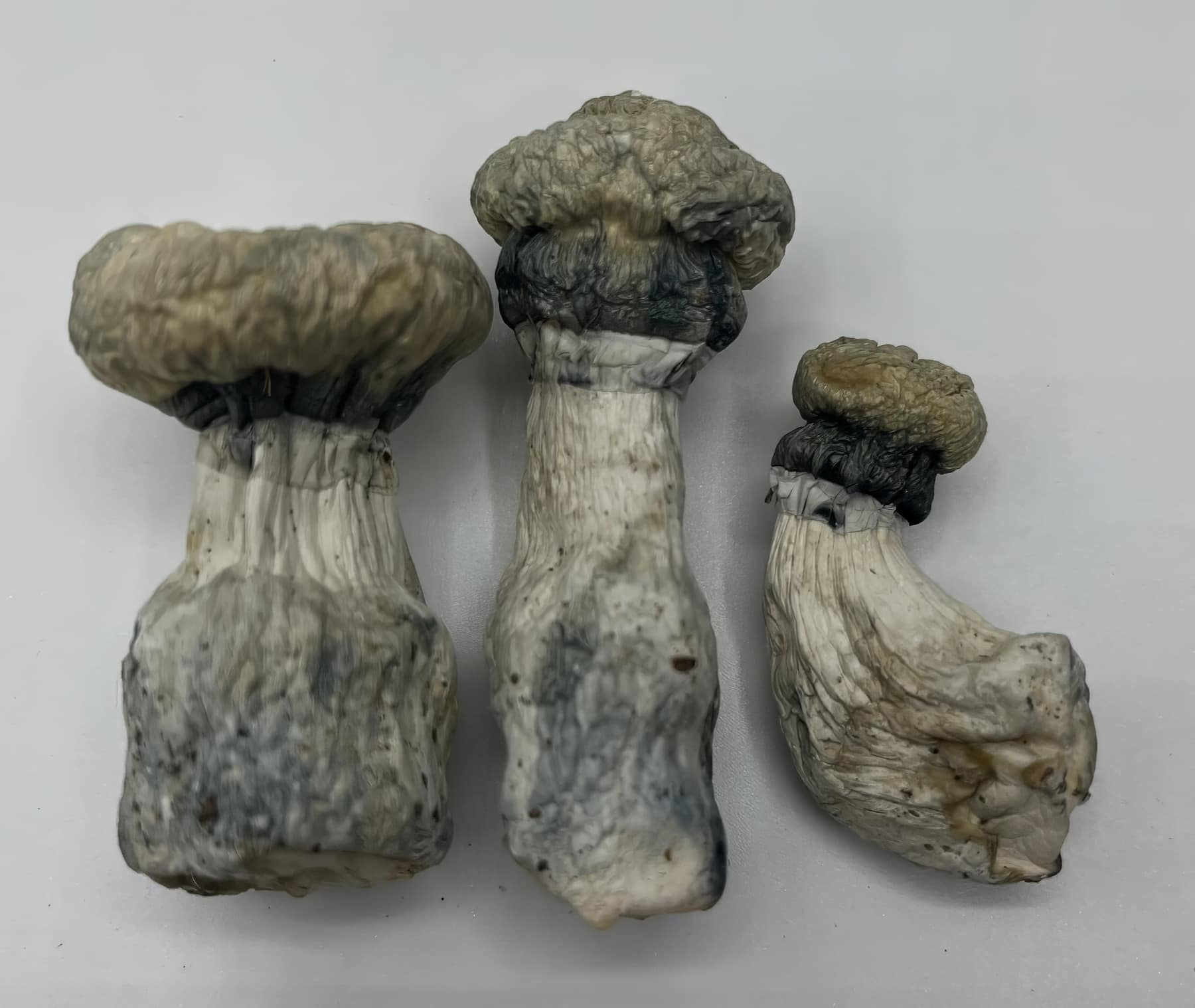 Albino Penis Envy Mushrooms