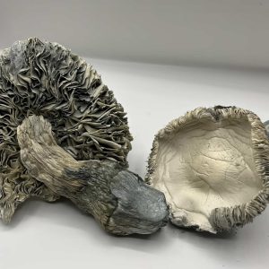 Albino Rollercoaster Mushrooms