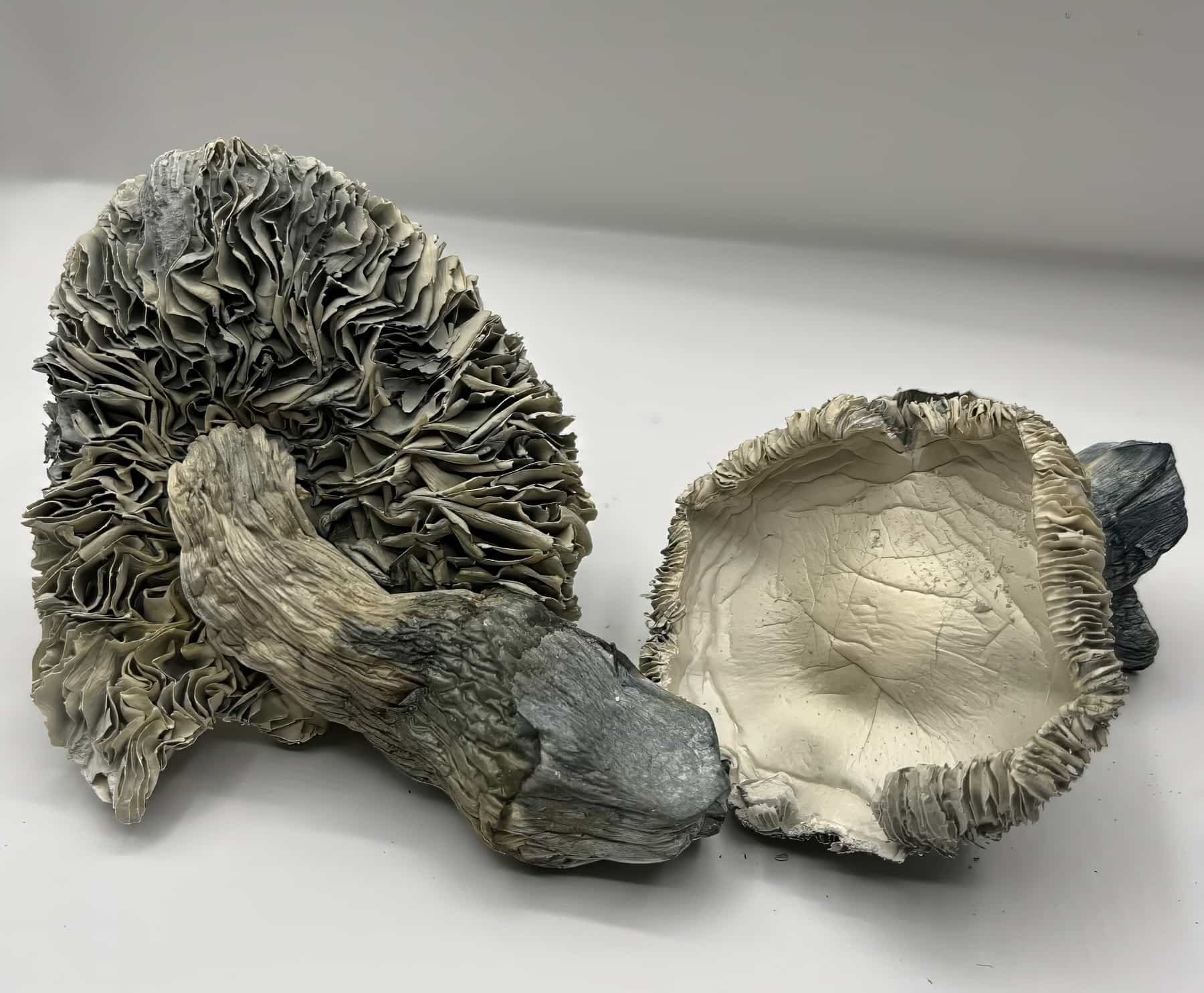 Albino Rollercoaster Mushrooms