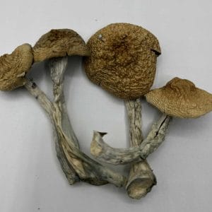 3 magic mushrooms - african envy on a white surface