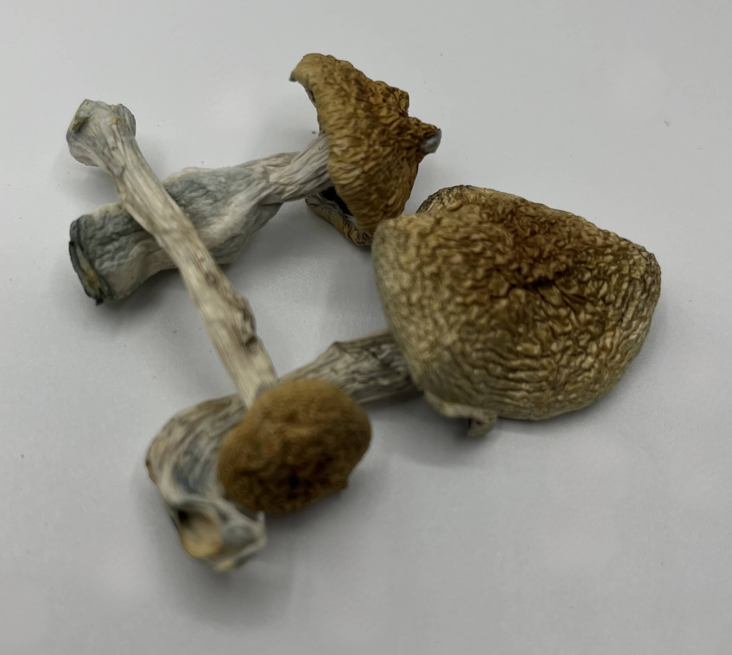 African Envy Mushrooms