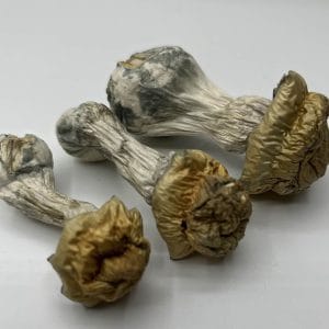 Avalanche Mushrooms
