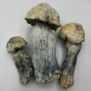 Cosmic Ghost Rider Mushrooms