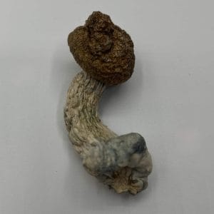 Code Blue Mushrooms