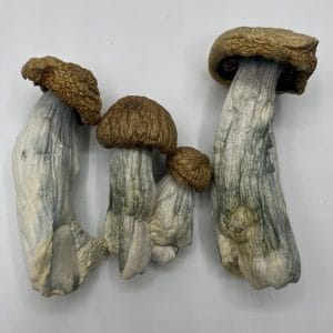 DC Mac Mushrooms