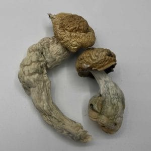 Malabar Mushrooms