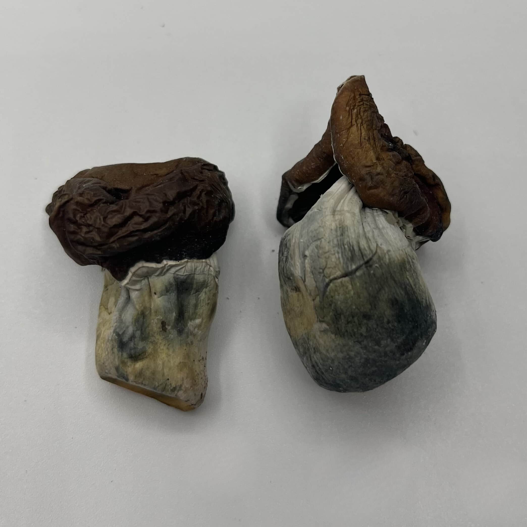 Dino Eggs Mushrooms