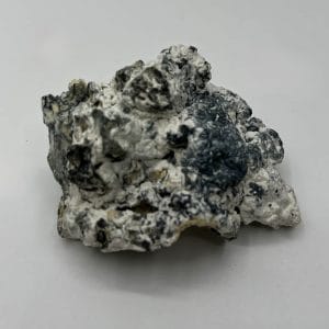 Enigma Mushrooms
