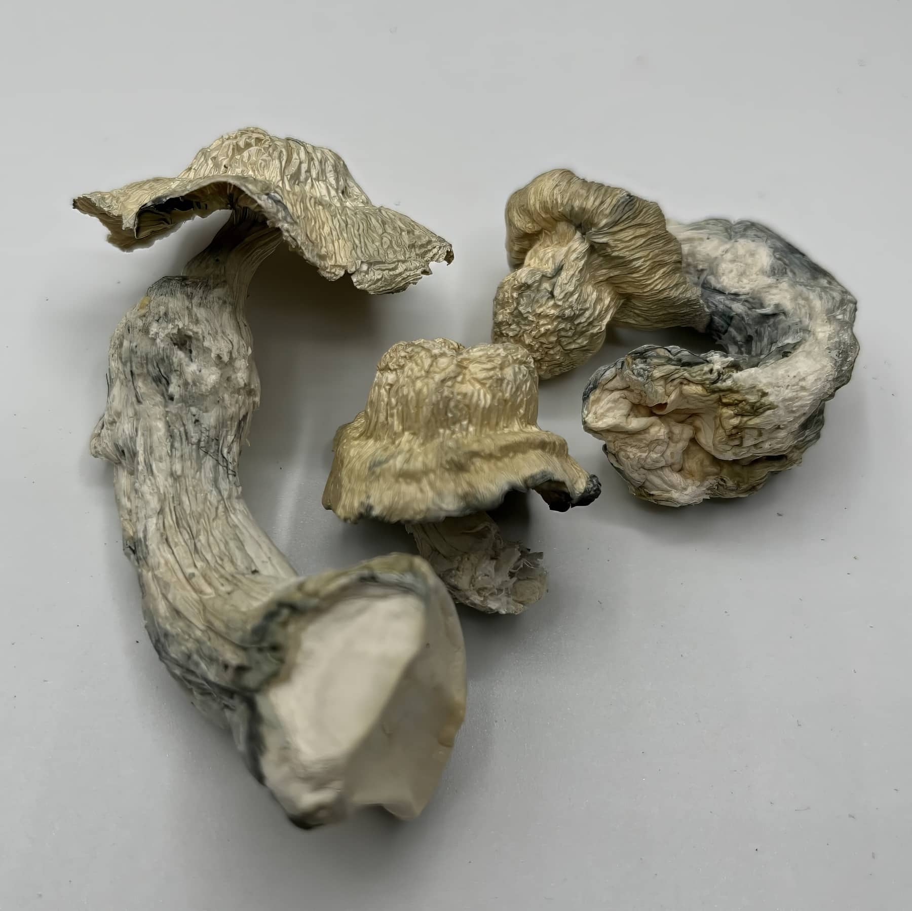 Great White North Mushrooms