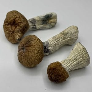 Hillbilly Mushrooms