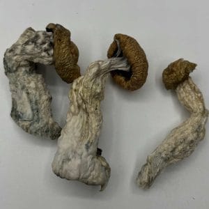 Melbodian Mushrooms