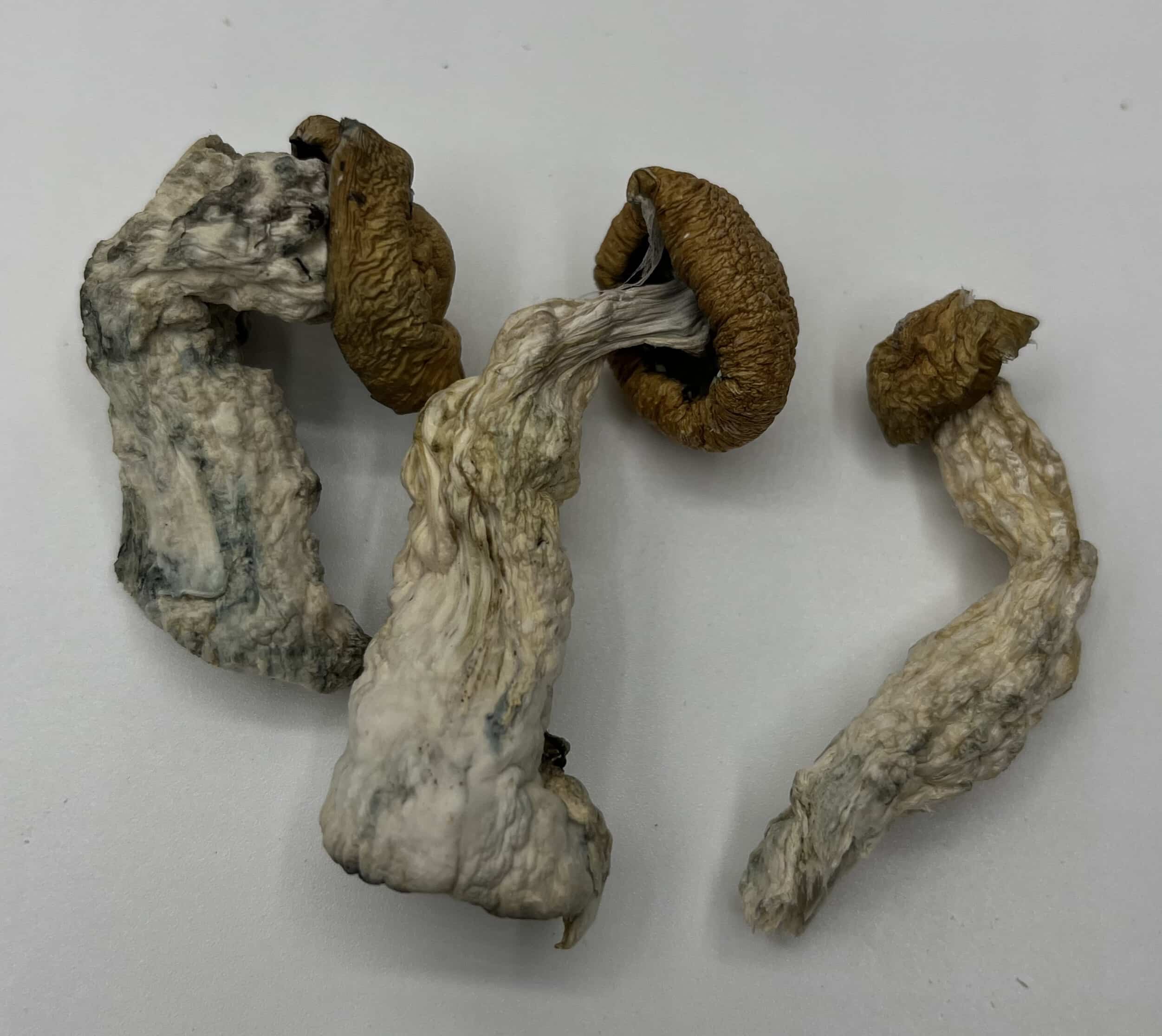 Melbodian Mushrooms