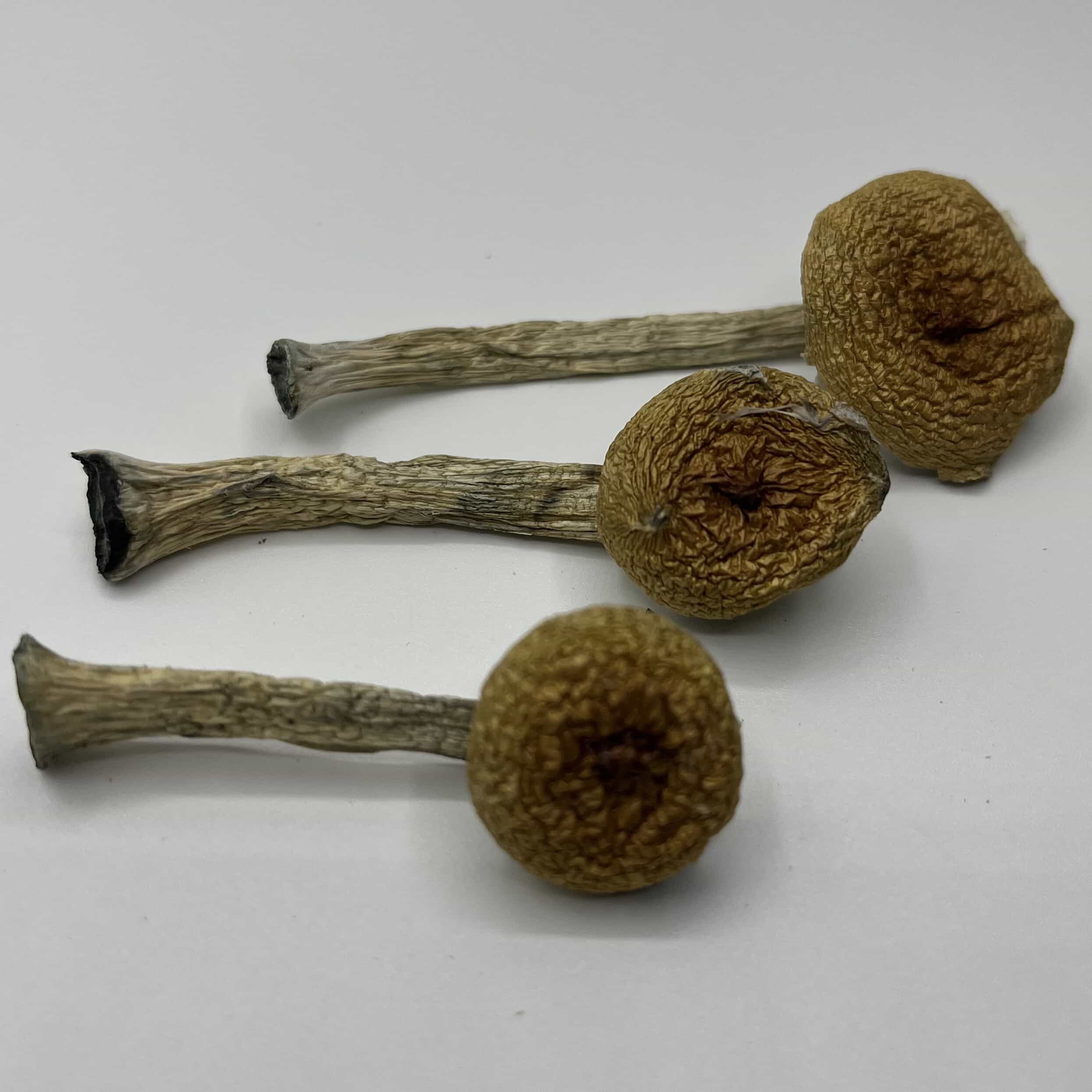 Menace Mushrooms