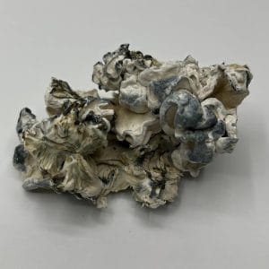 Omni Mushrooms