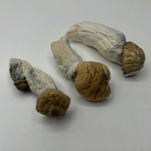 PE Penis Envy Mushrooms