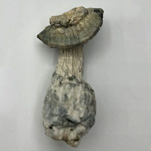 SV-13 Mushrooms
