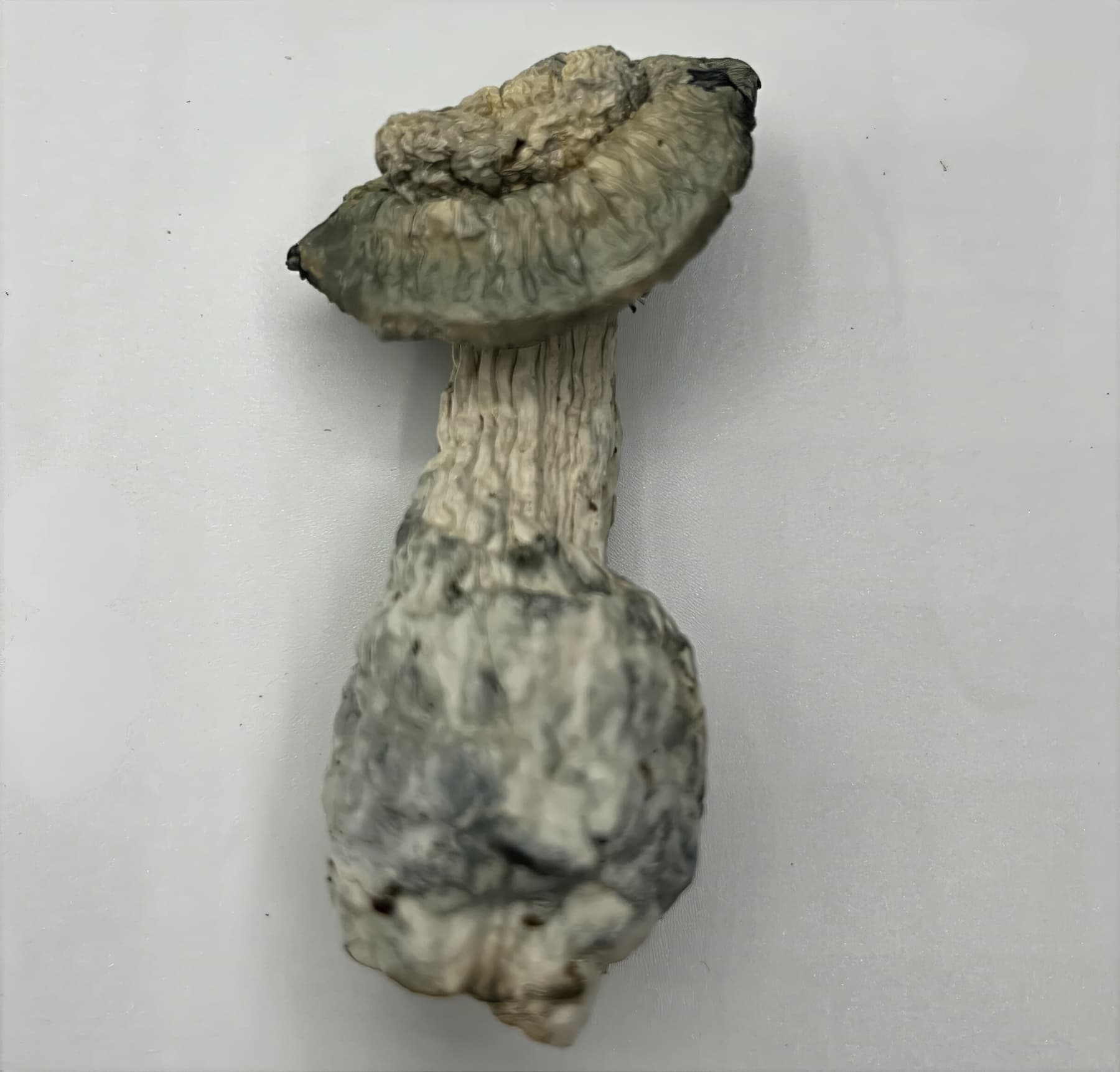 SV-13 Mushrooms
