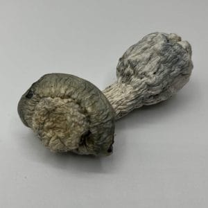 SV-13 Mushrooms