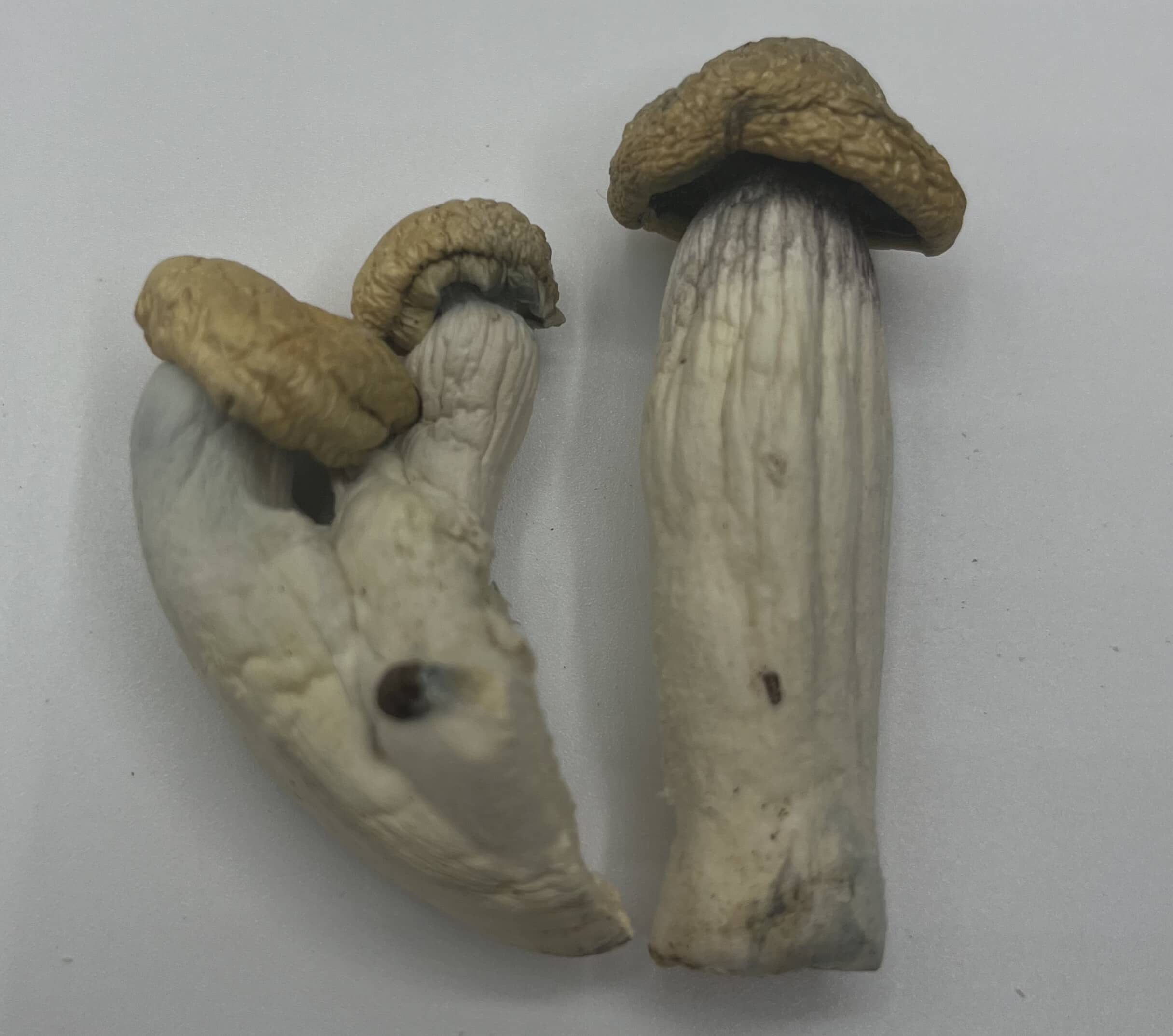 White Rabbit Mushrooms