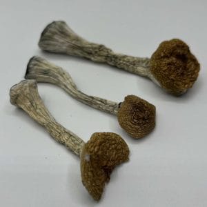 Z mushrooms