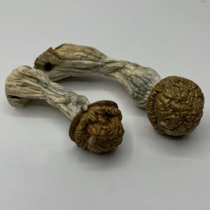 Makilla Gorilla Mushrooms