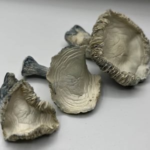 3 nicely layout arc shrooms in a white table