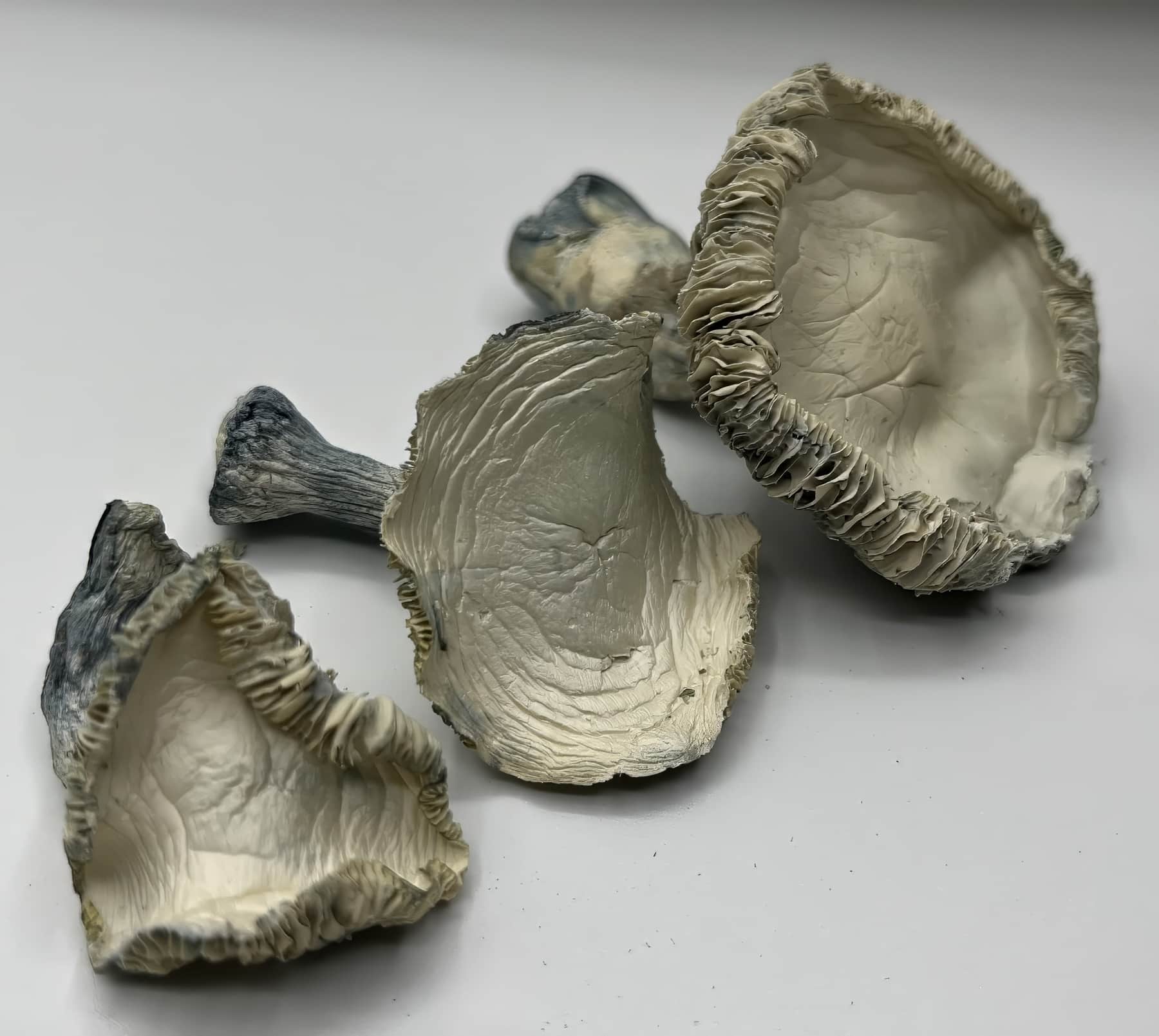 3 nicely layout arc shrooms in a white table