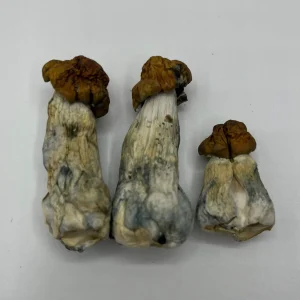 3 magic mushrooms, all blue meanies