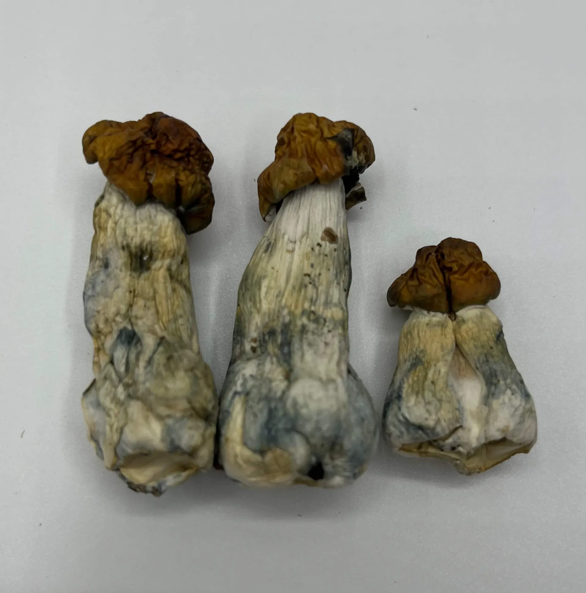 3 magic mushrooms, all blue meanies