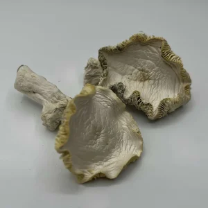 2 blue samui magic mushrooms