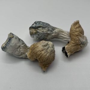 Toque mushrooms